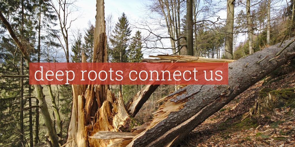 Picture of a broken tree with a text overlay that says, "Deep roots connect us."